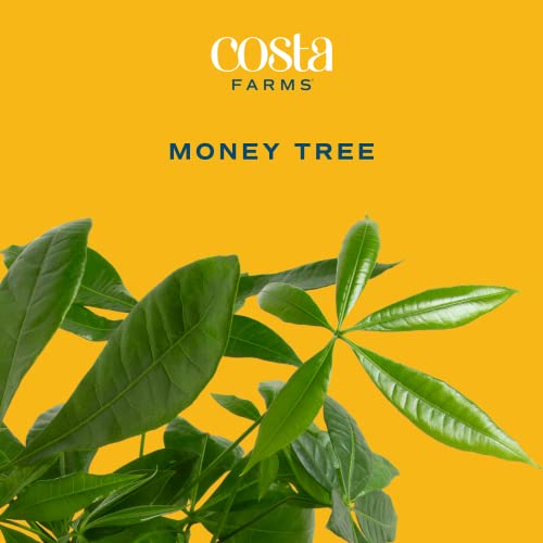 Costa Farms Money Tree, Easy Care Indoor Plant, Live Houseplant in Modern Decor Pl - Canlaa