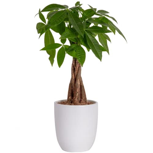 Costa Farms Money Tree, Easy Care Indoor Plant, Live Houseplant in Modern Decor Pl - Canlaa