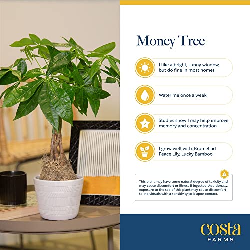 Costa Farms Money Tree, Easy Care Indoor Plant, Live Houseplant in Modern Decor Pl - Canlaa